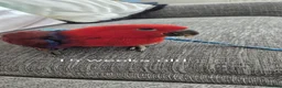 Parrots birds for sale: Eclectus parrot female 8 months old nearly in Preston - Advert 13