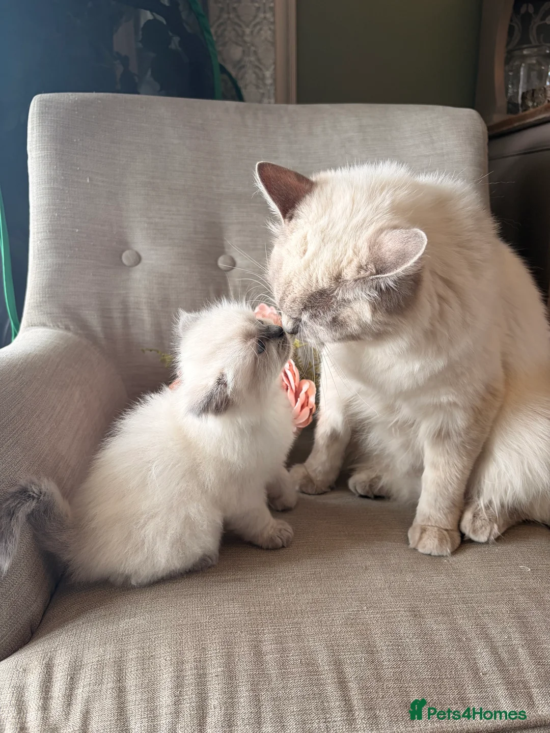 Ragdoll cats for sale: Mischievous trio of gorgeous ragdolls - Advert 25