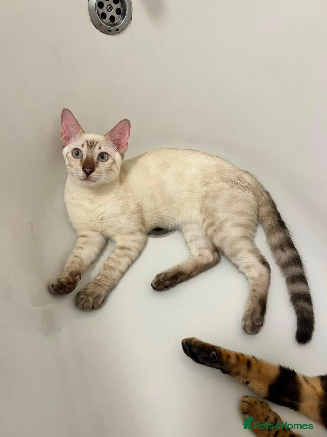 Bengal cats for sale: Snow lynx bengal kittens  - Advert 19