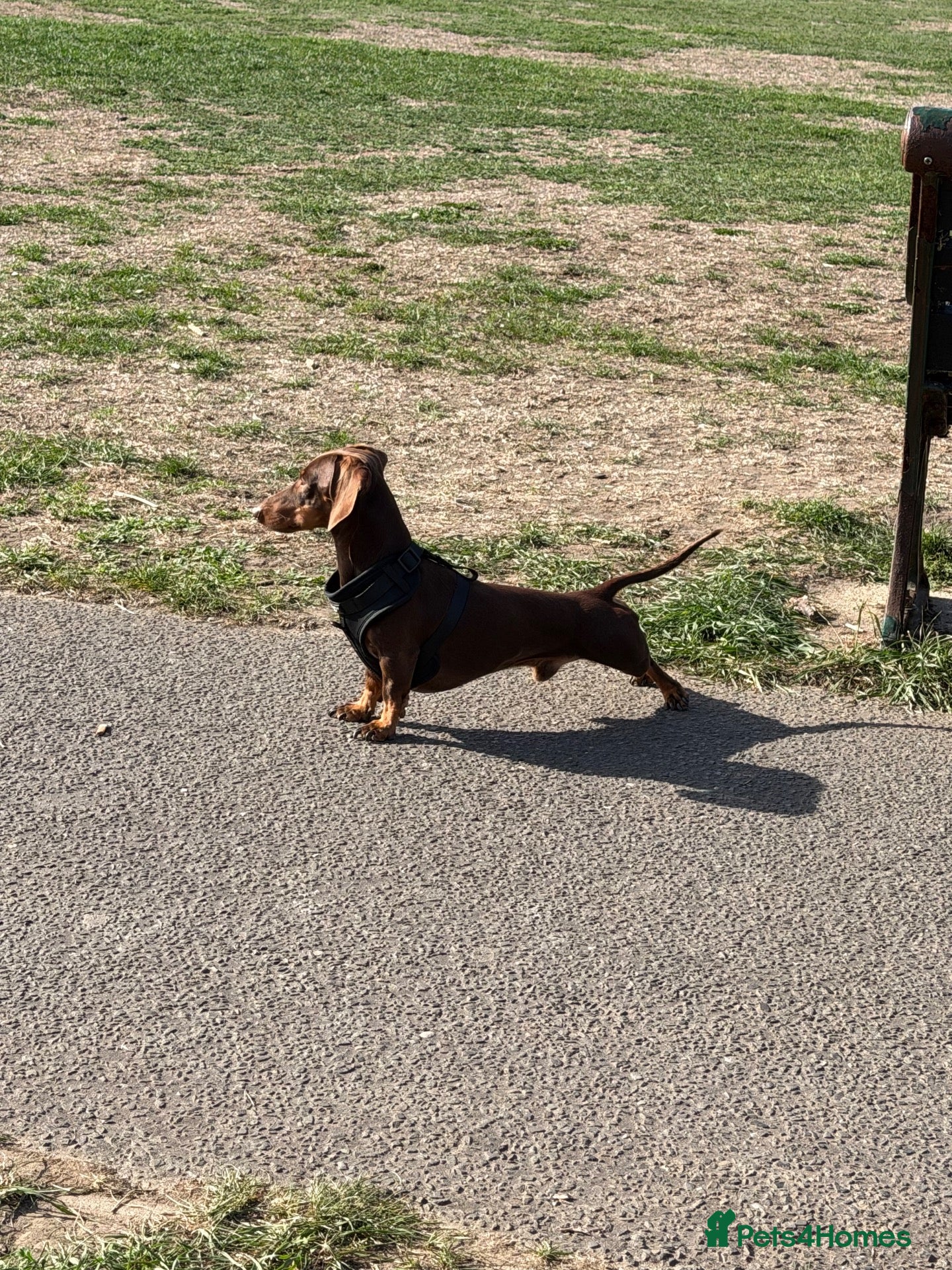 Dachshund dogs STUD ONLY (not for sale or rehome) - Advert 5