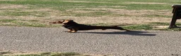 Dachshund dogs for stud: STUD ONLY (not for sale or rehome) - Advert 1