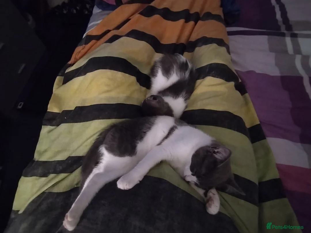 Mixed Breed cats for sale: Loveable cat in Crewe - Advert 2