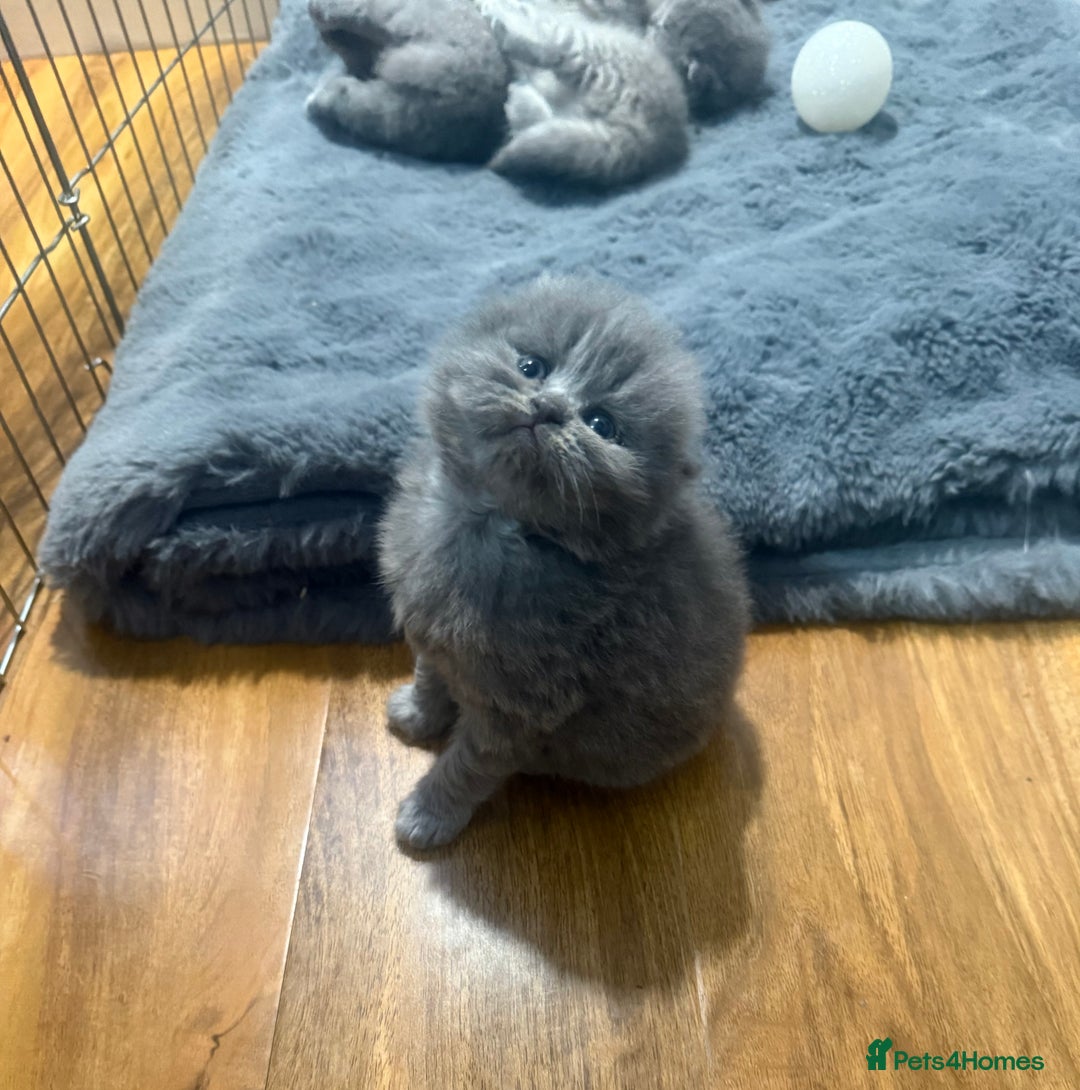 Scottish Fold cats for sale: Scottish fold kittens  - Advert 14