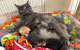 Maine Coon cats for sale: Beautiful GCCF kittens various colours - Image 1