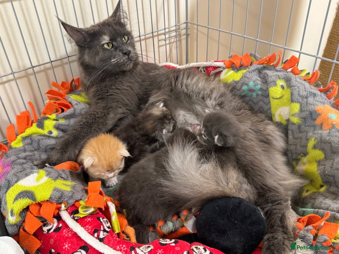 Maine Coon cats for sale: Beautiful GCCF kittens various colours - Image 1