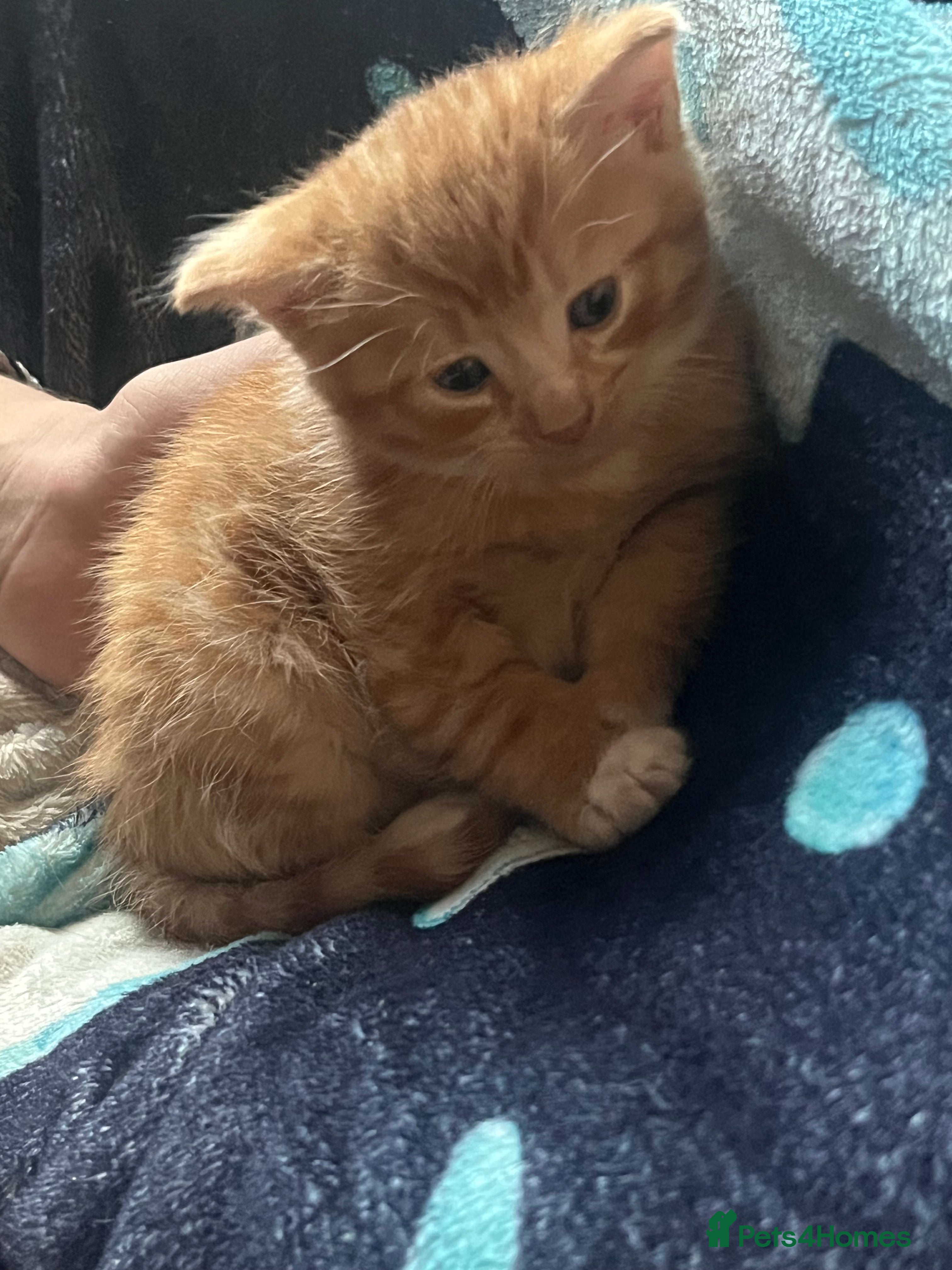 Mixed Breed cats Orange kitties 💕🍊 - Advert 3