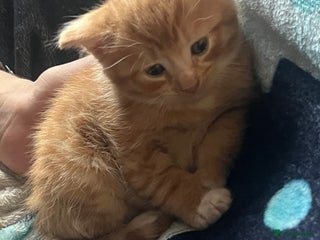 Mixed Breed cats Orange kitties 💕🍊 - Advert 3