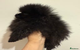 Pomeranian dogs for sale: Kc jet black Pomeranian male Merlin  - Image 9