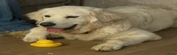 Golden Retriever dogs for sale: KC reg fully health tested 1 year old female  - Advert 5