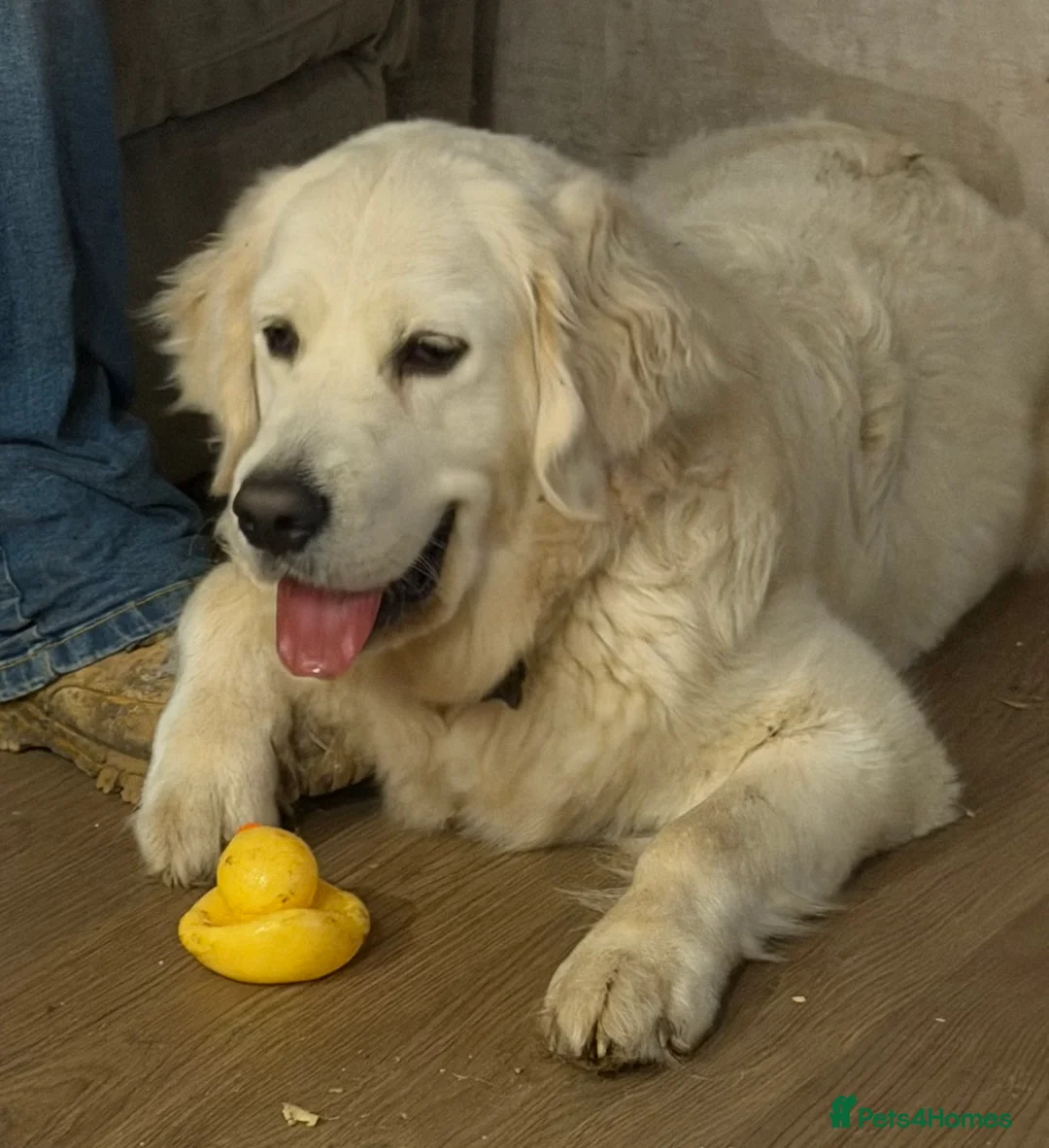 Golden Retriever dogs for sale: KC reg fully health tested 1 year old female  - Advert 5