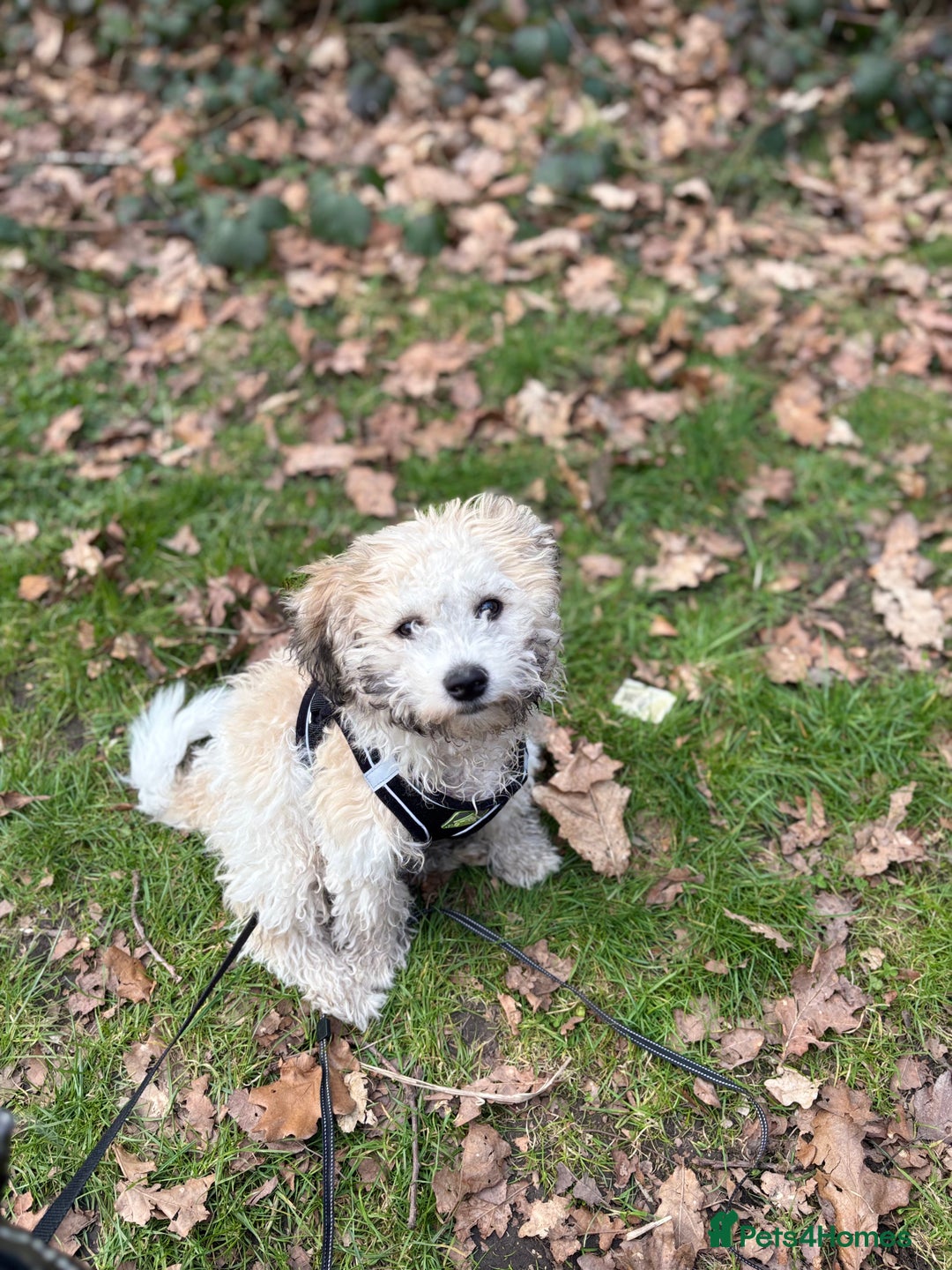 Zuchon dogs for sale: Looking for a loving home in Dudley - Image 4