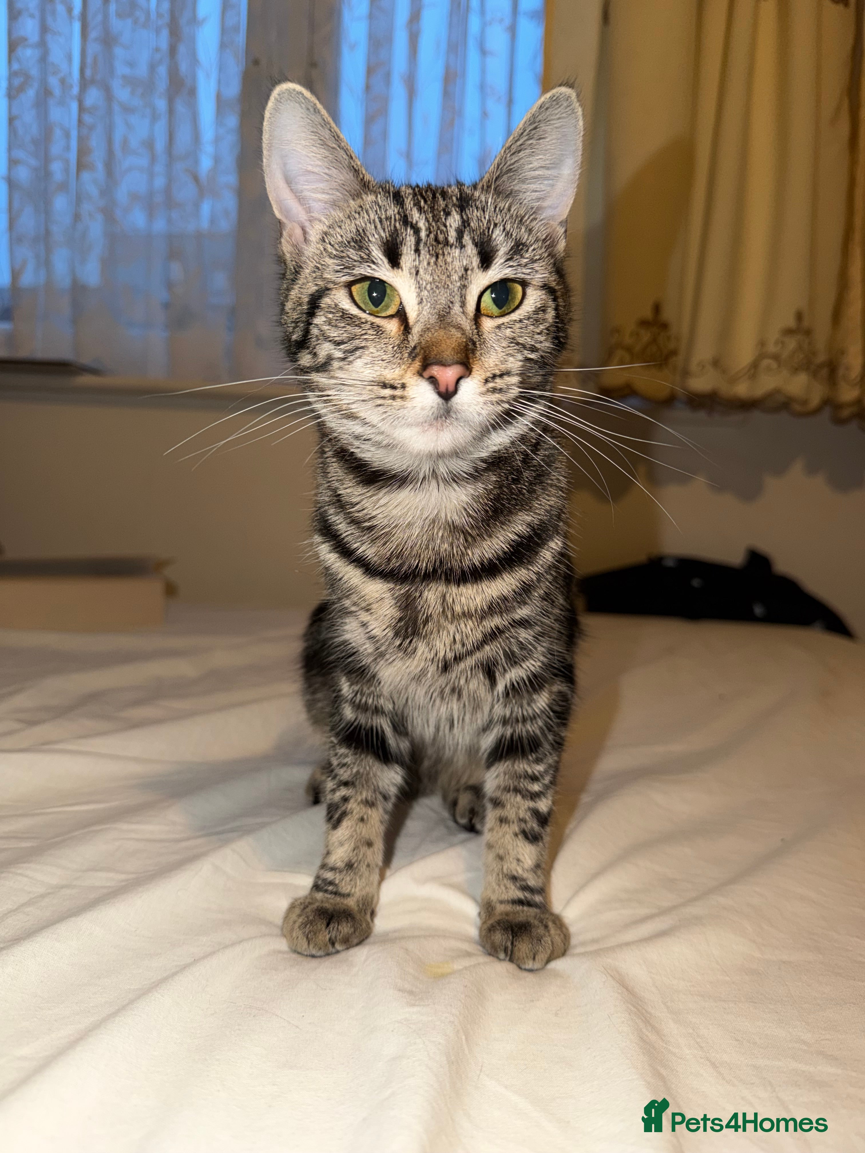 Mixed Breed cats Cute 7 Month Tabby needs new home - Advert 2