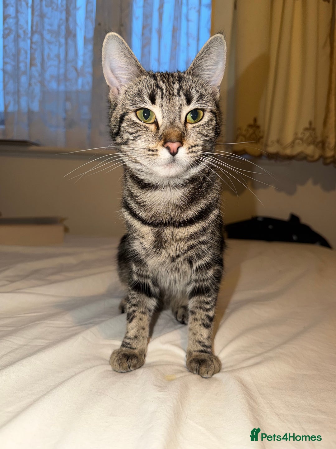 Mixed Breed cats for sale: Cute 7 Month Tabby needs new home - Advert 1