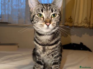 Mixed Breed cats Cute 7 Month Tabby needs new home - Advert 14