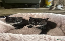 Mixed Breed cats for sale: 2 Beautiful b+w kittens Ready Now ( 2 left) - Image 1