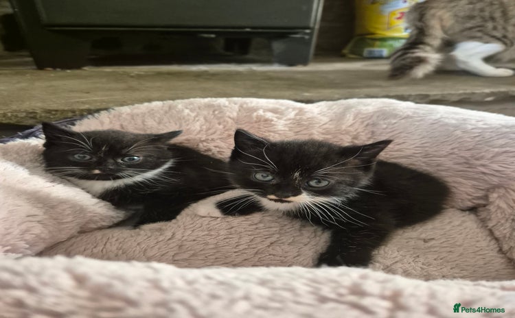 Mixed Breed cats - Advert 8