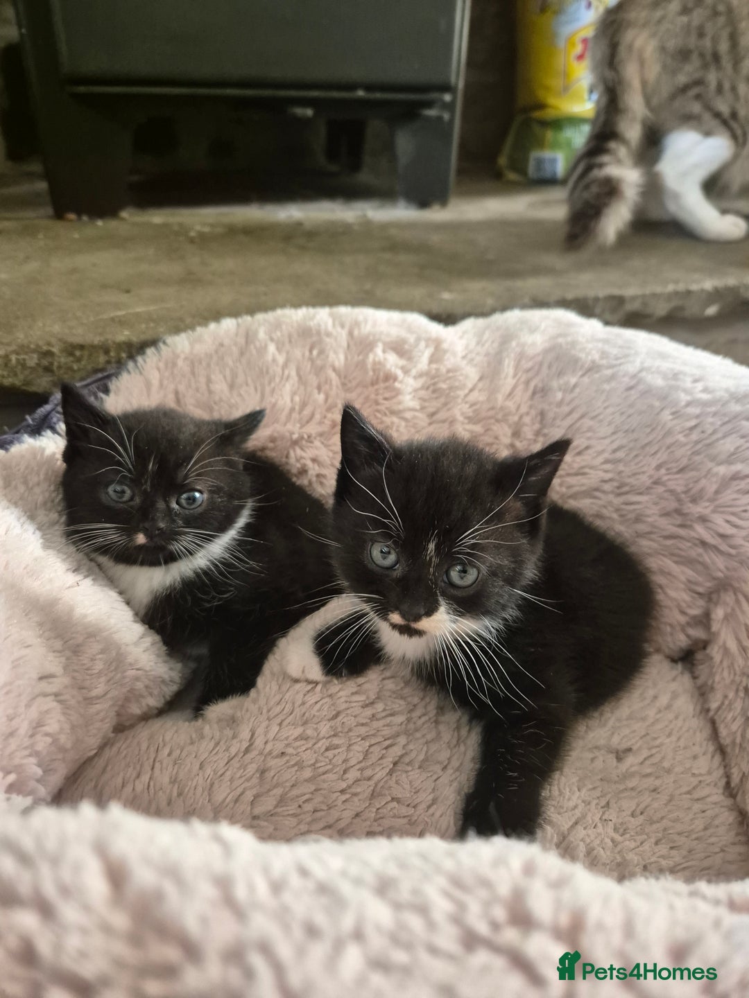 Mixed Breed cats for sale: 2 Beautiful b+w kittens Ready Now ( 2 left) - Image 1