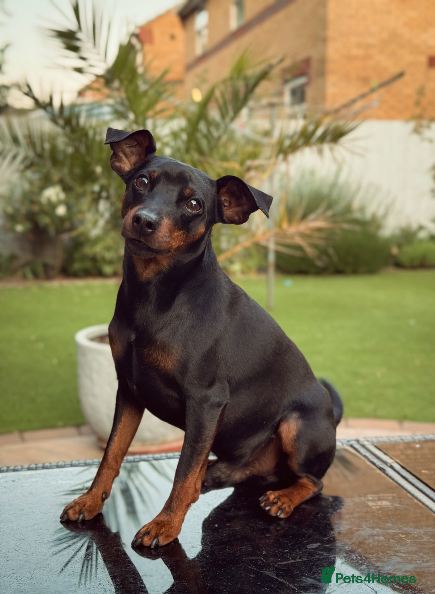 Miniature Pinscher dogs MINIATURE PINSCHER FOR STUD - Advert 3