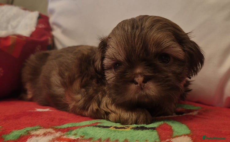 Shih Tzu dogs Imperial Shih Tzu - Advert 13