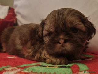 Shih Tzu dogs Imperial Shih Tzu - Advert 6