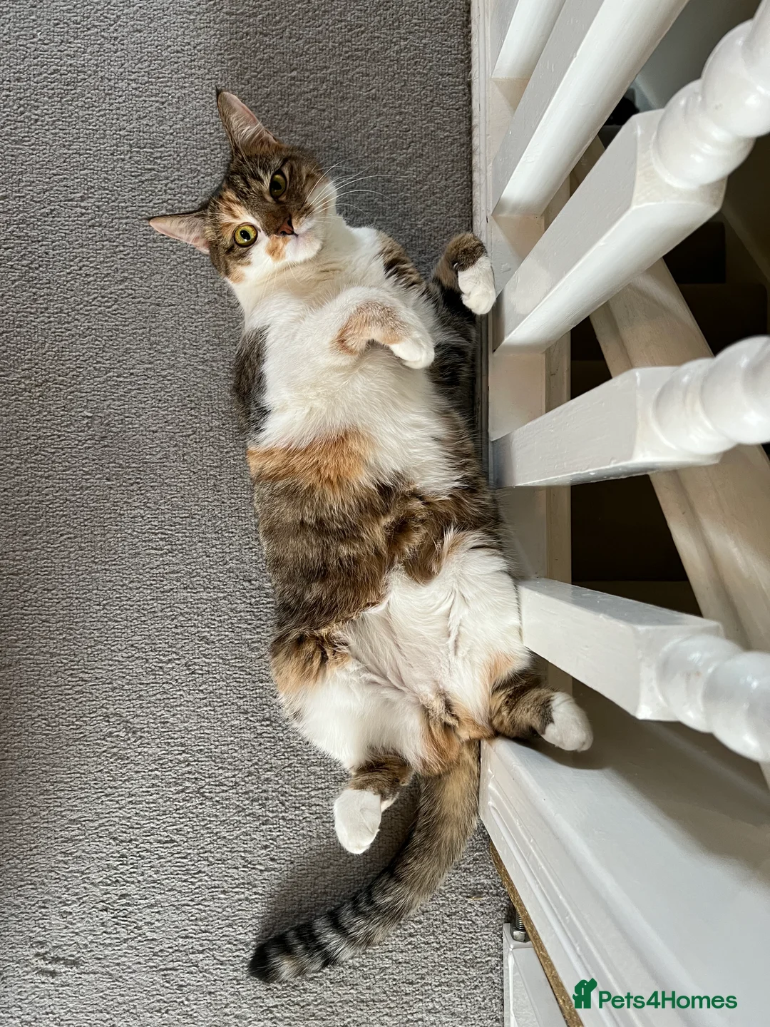 Mixed Breed cats for sale: Mia and Opie  - Advert 11