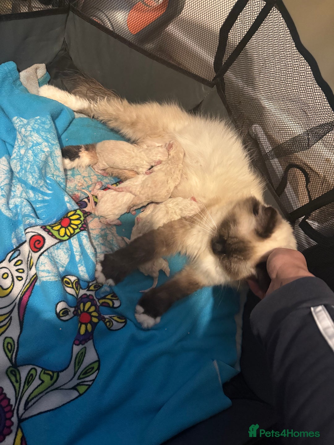 Ragdoll cats for sale: 5 beautiful ragdoll kittens - Advert 5