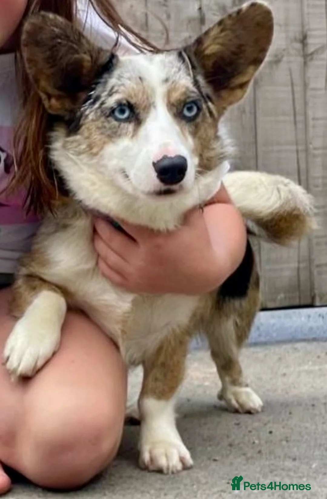 Welsh Corgi Pembroke dogs for sale: Pedigree Welsh Cardigan Corgi  - Advert 1