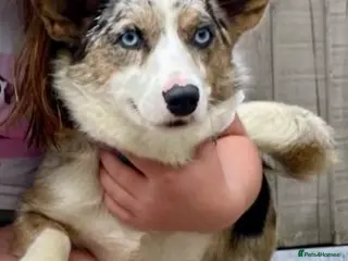 Welsh Corgi Pembroke dogs Pedigree Welsh Cardigan Corgi - Advert 2