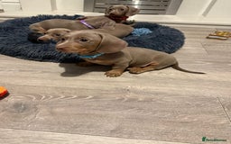 Miniature Dachshund dogs for sale: 8 Week Old Miniature Dachshund Puppies - Image 5