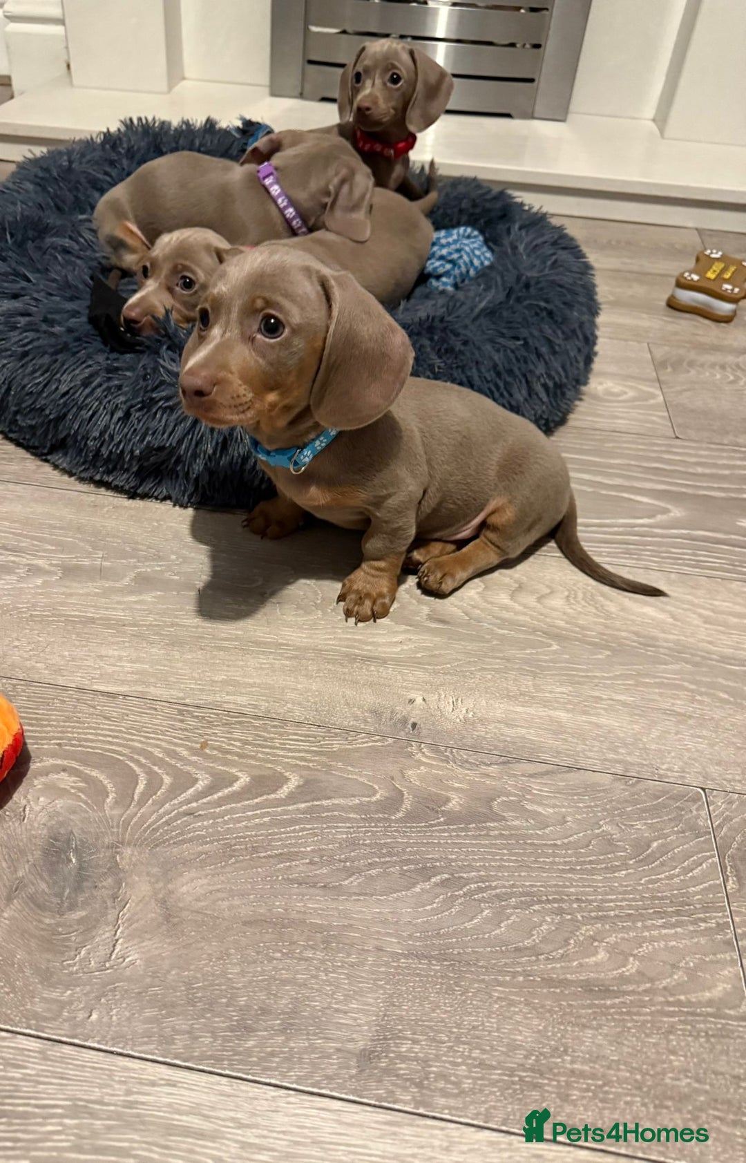 Miniature Dachshund dogs for sale: 8 Week Old Miniature Dachshund Puppies - Image 5