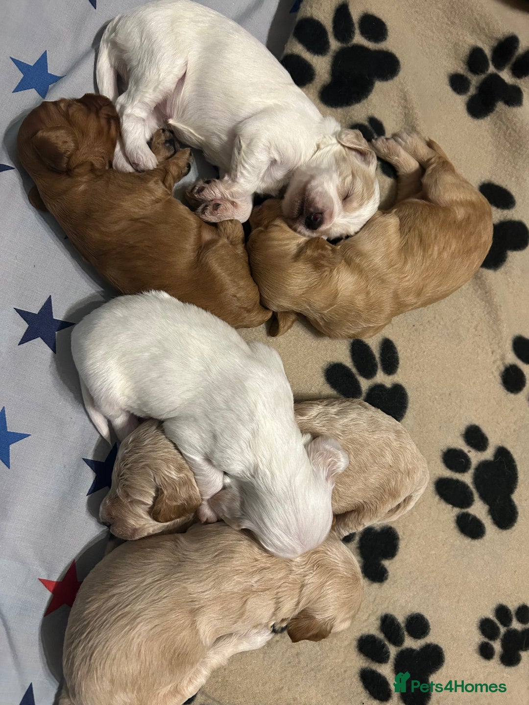 Cockapoo dogs for sale: Gorgeous F2 cockapoo puppies  - Image 11