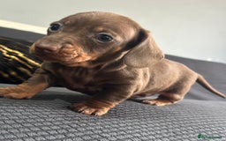 Dachshund dogs for sale: GORGEOUS DACHSHUNDS PUPPIES - Image 19
