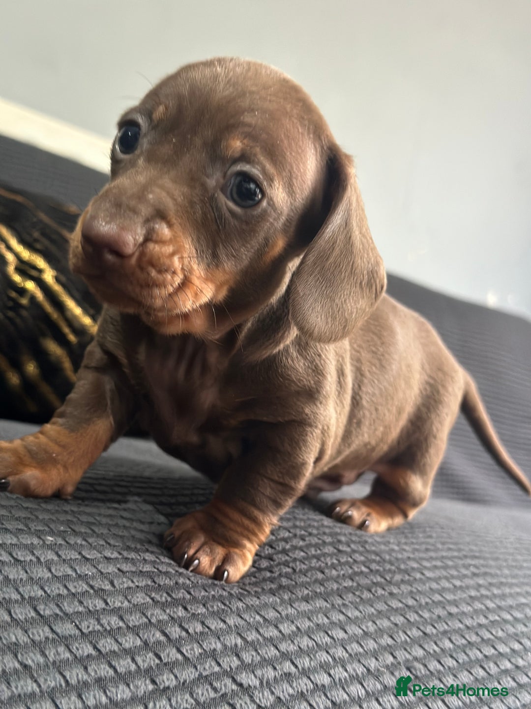 Dachshund dogs for sale: GORGEOUS DACHSHUNDS PUPPIES - Image 19