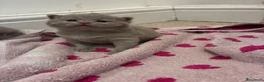 British Shorthair 2