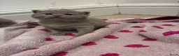 British Shorthair cats for sale: British Short Hair Kittens - Advert 14