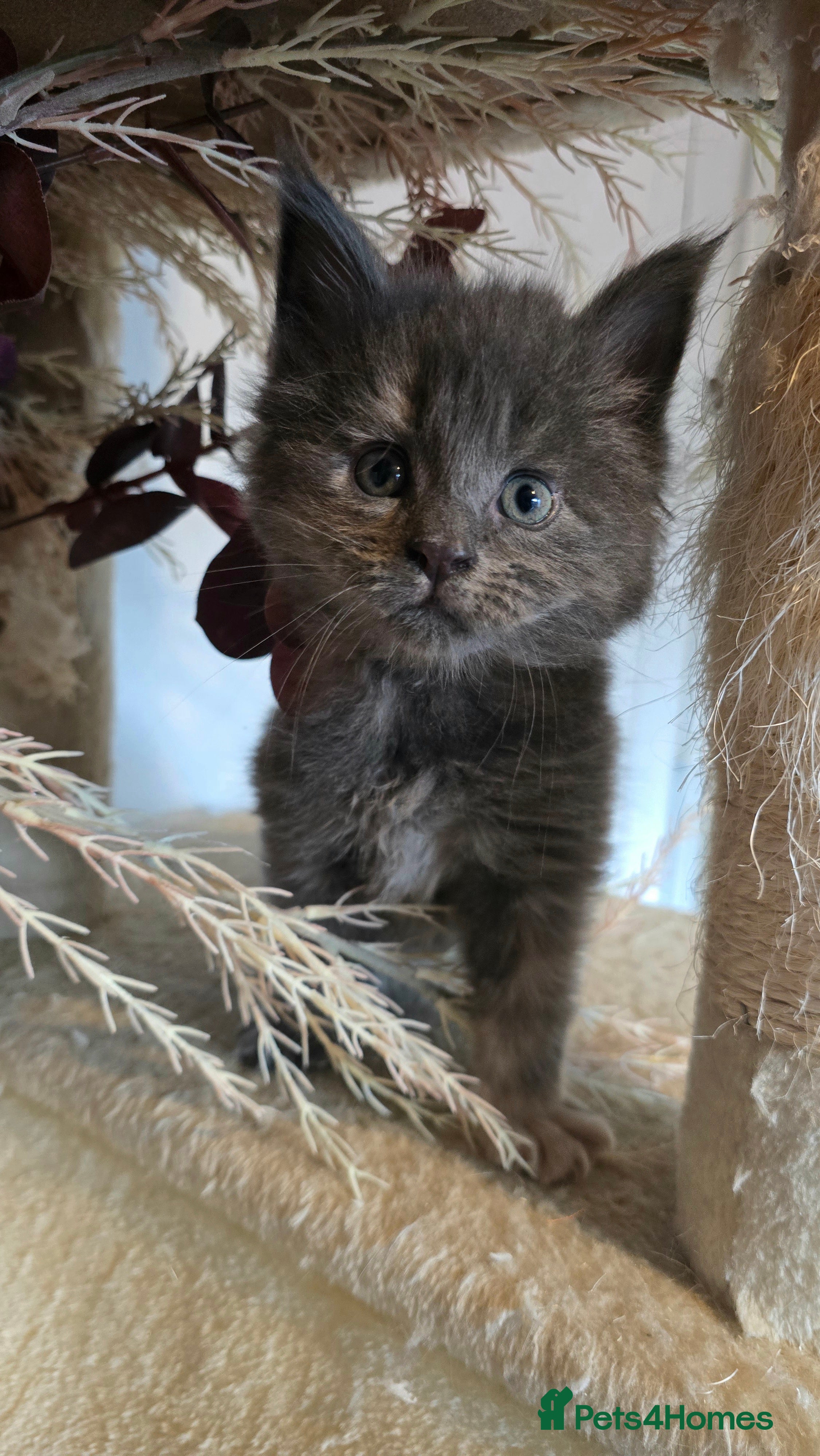 Maine Coon cats Stunning Mainecoons - Advert 15