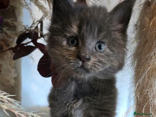 Maine Coon cats Stunning Mainecoons - Advert 15