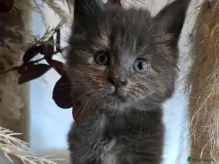 Maine Coon cats Stunning Mainecoons - Advert 8