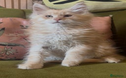 Maine Coon cats for sale: 🔥 TICA Maine coon kittens 🔥  READY NOW 💕💕 - Image 20