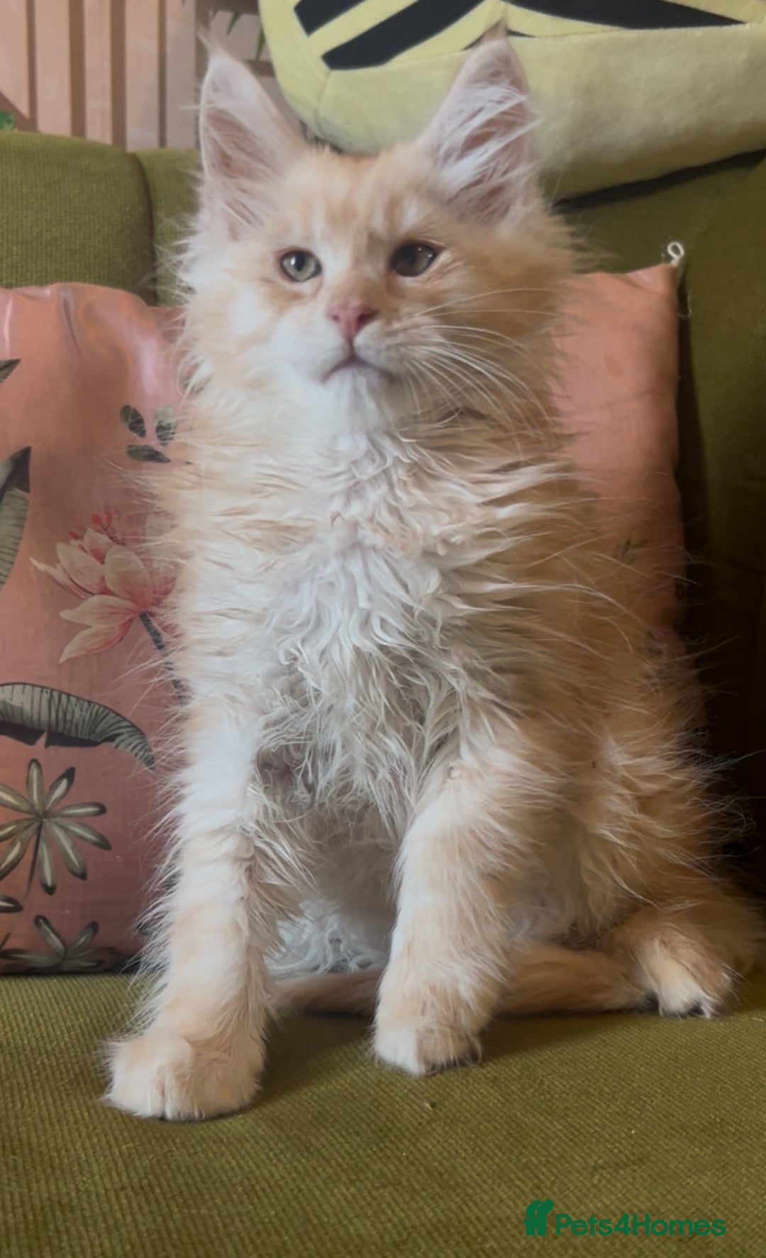 Maine Coon cats for sale: 🔥 TICA Maine coon kittens 🔥  READY NOW 💕💕 - Image 20