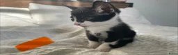 Maine Coon cats for sale: Beautiful Half Maine Coon x Half Persian Kittens - Advert 9