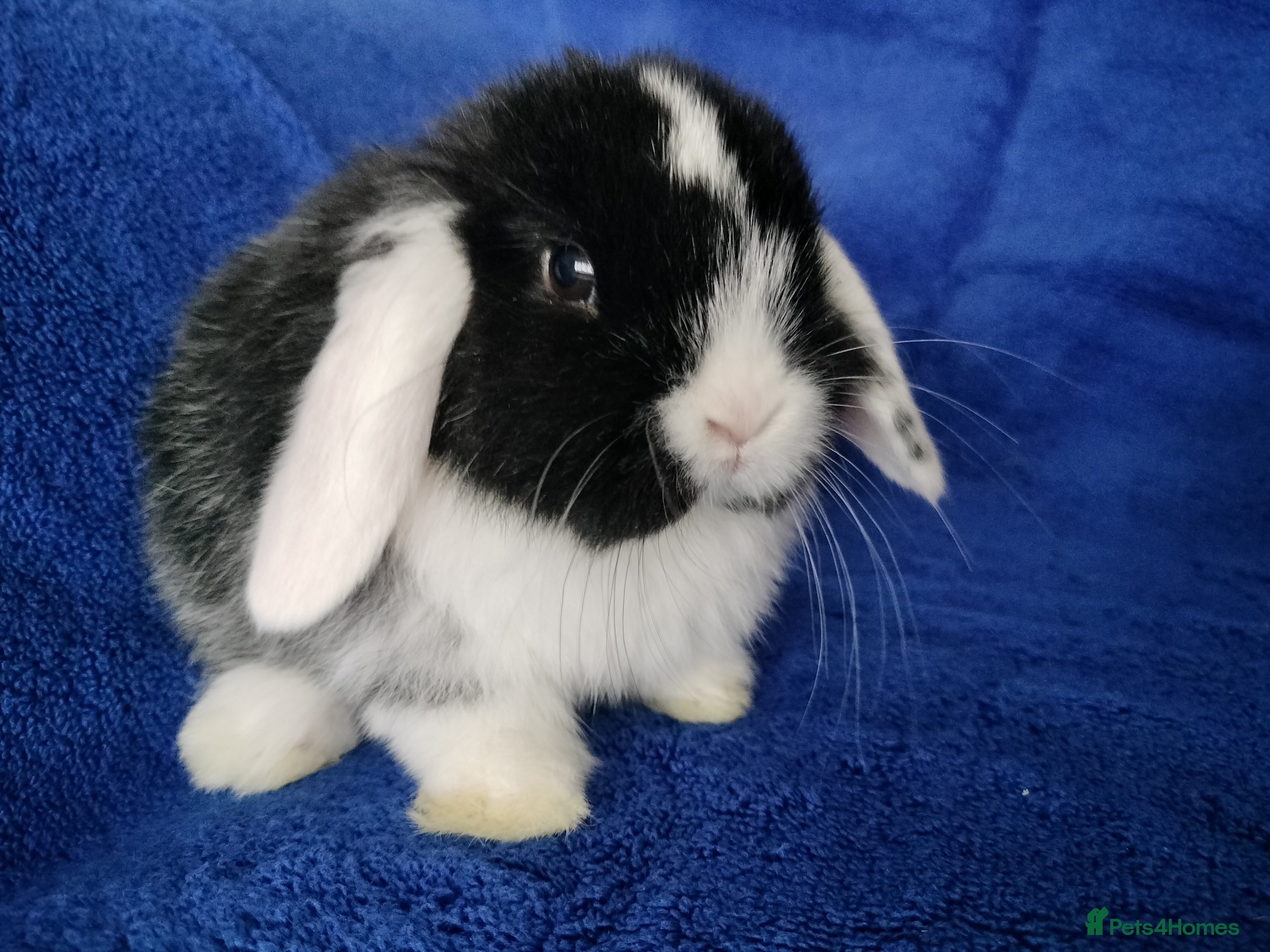Mini Lop rabbits Baby mini lops for sale  - Advert 20
