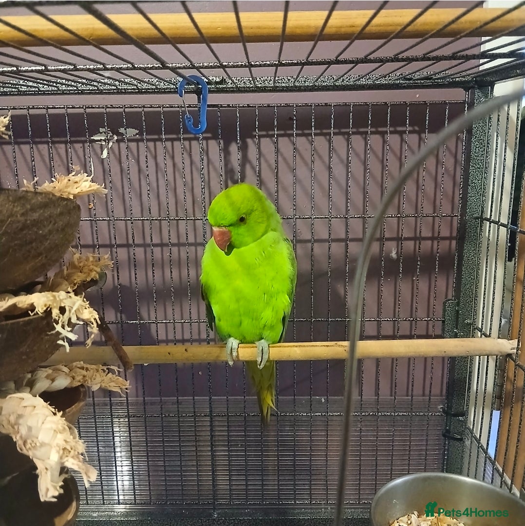 Ringnecks birds Beautiful Indian Ringneck & Cage - Advert 1