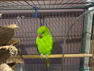 Ringnecks birds Beautiful Indian Ringneck & Cage - Advert 1