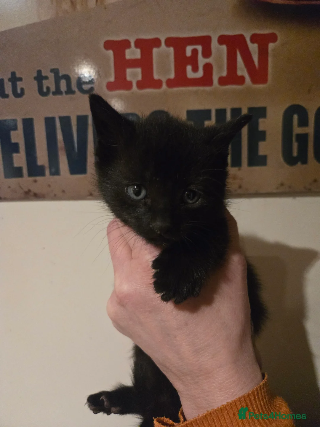 Mixed Breed cats for sale: Gorgeous black kittens house reared. - Advert 17