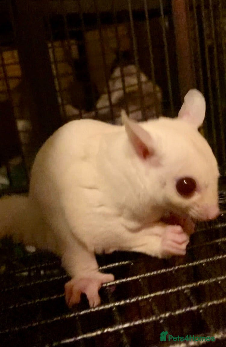 Sugar Glider rodents  leucistic boy with rare ruby red eyes  - Advert 2