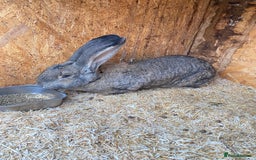 Continental Giant rabbits for sale: Massive Giant Rabbit Female - Advert 5
