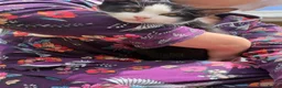 Mixed Breed cats for sale: Lovely girl ready for her new home  - Advert 5
