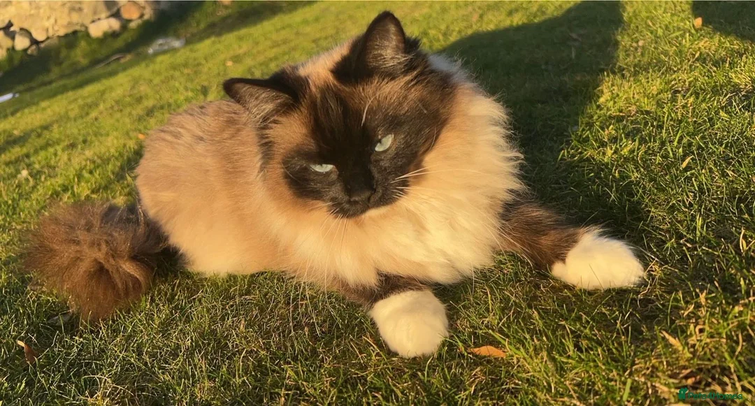 Ragdoll cats for sale: Stunning Ragdoll Kittens blue seal bicolour  - Advert 11