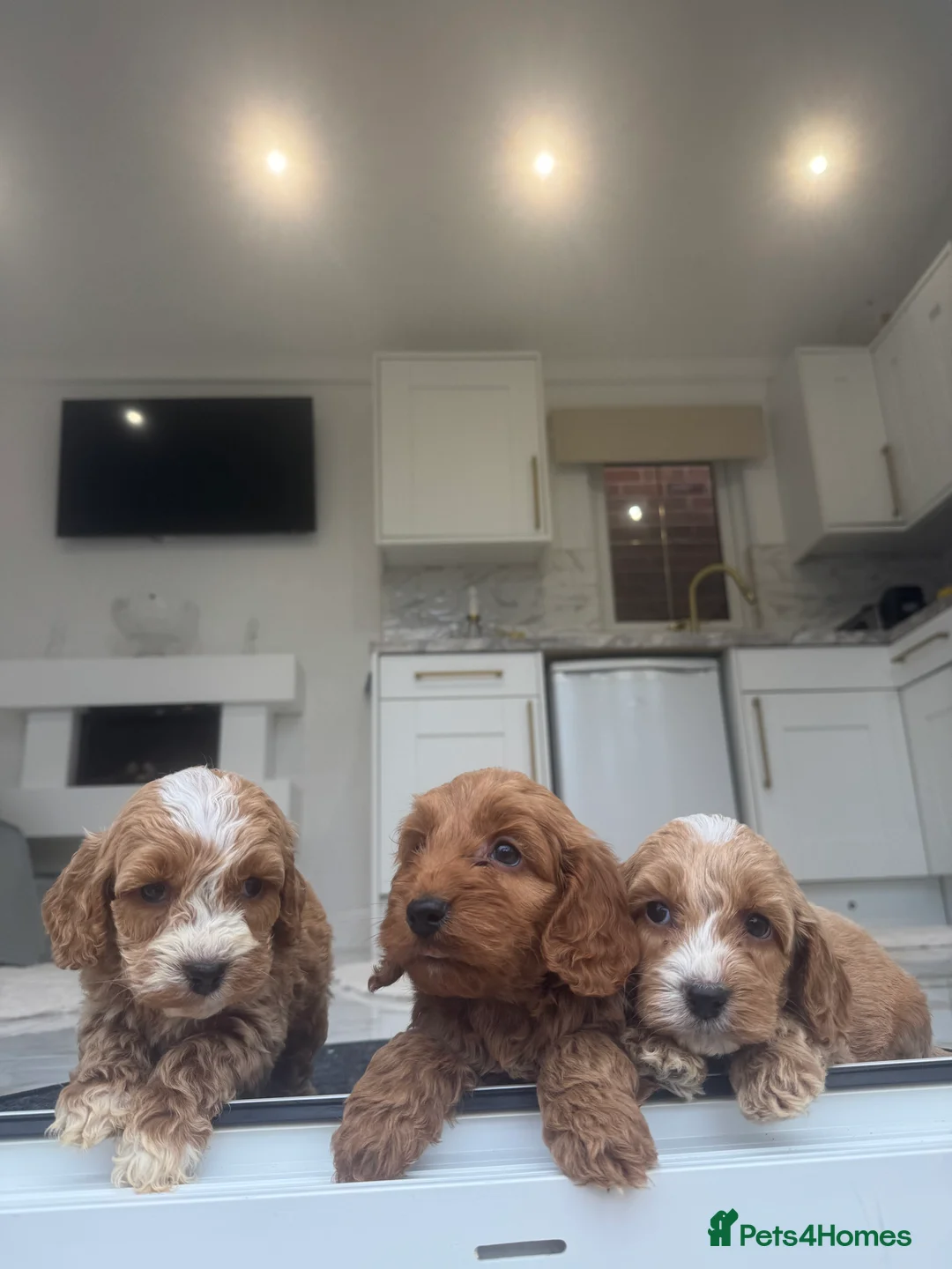 Cockapoo dogs for sale: F1 pra clear Cockapoos (council licensed breeder) - Advert 19